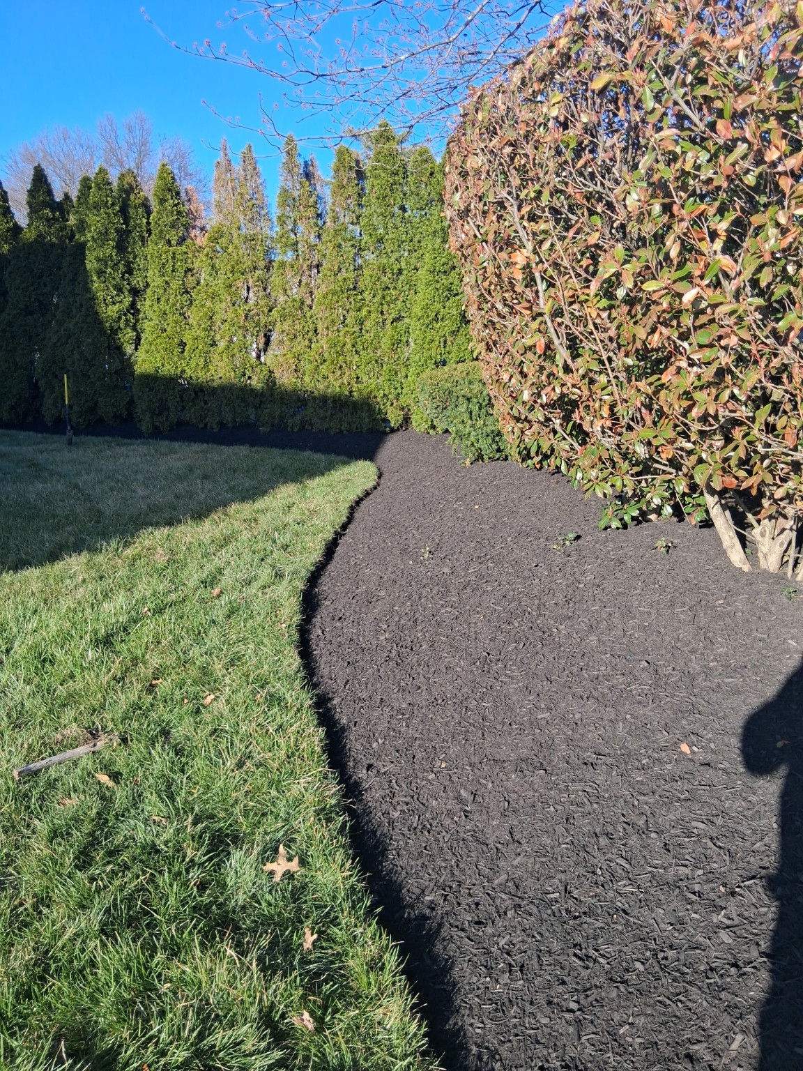 Jose landscaping black mulch hedge bed