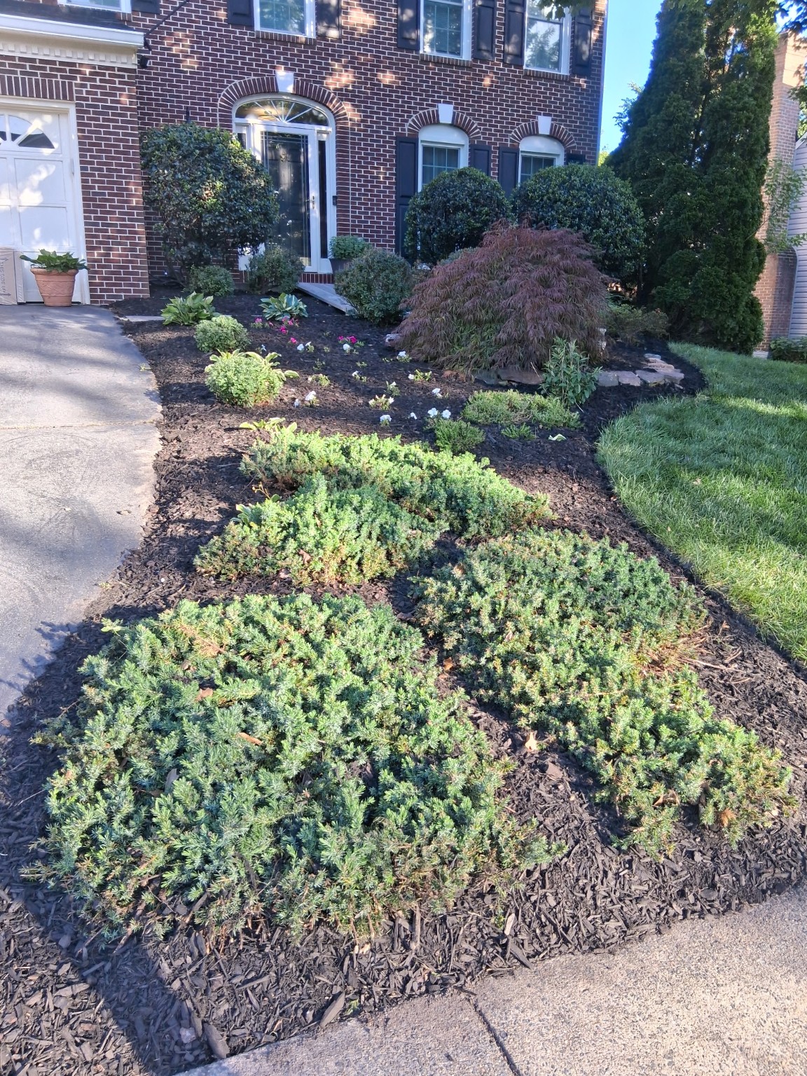 Jose's landscaping front yard mulch and shrub bed
