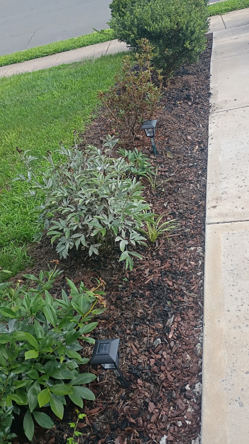 Sidewalk mulch bed with solar lights