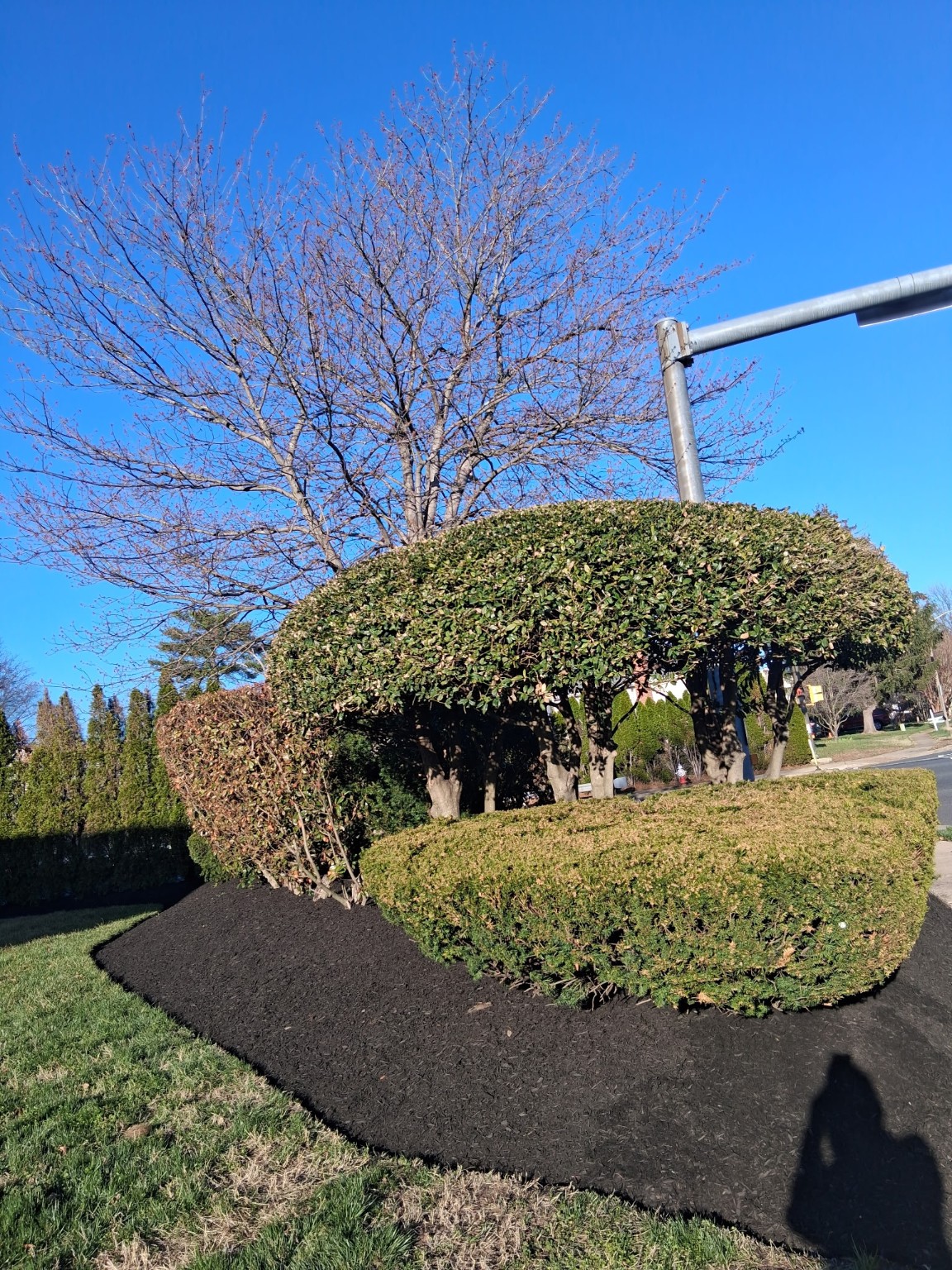 Trimmed hedge island with black mulch